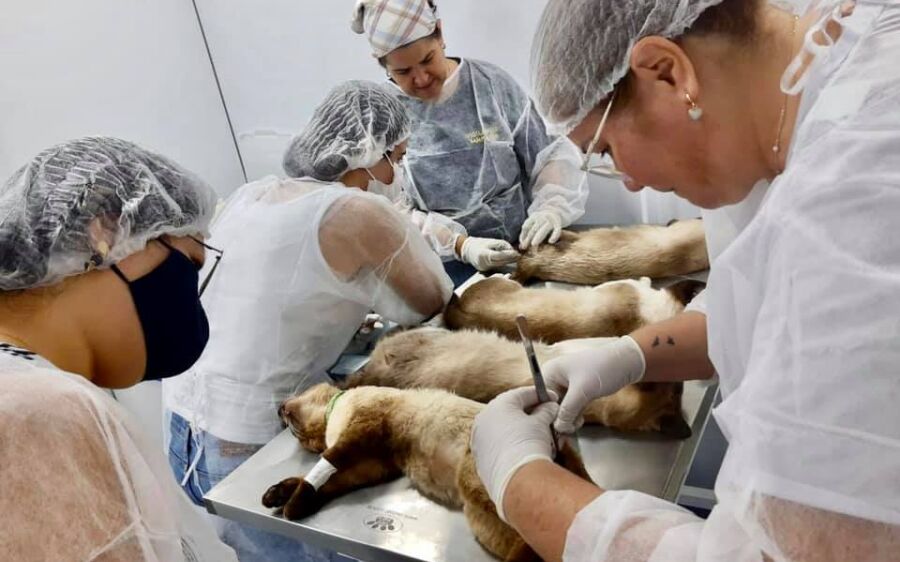 Vigilância Sanitária realiza  cirurgias de castração em pequenos animais em Rio Verde