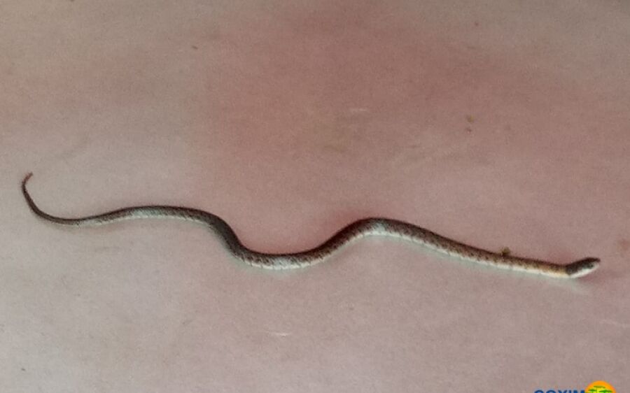 Cobra é flagrada entrando em alojamento do quartel do Corpo de Bombeiros de Coxim