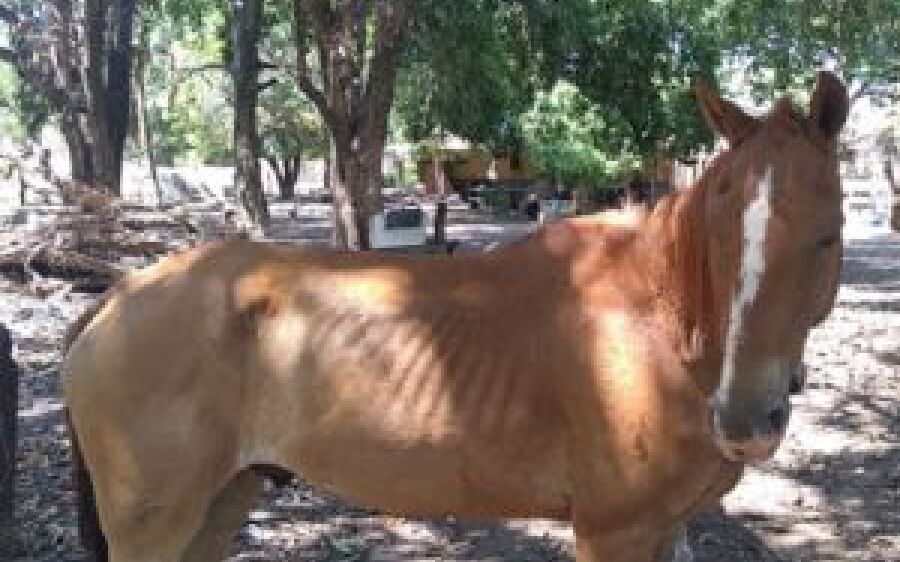 Mulher morreu depois de bater moto em cavalo solto na rua