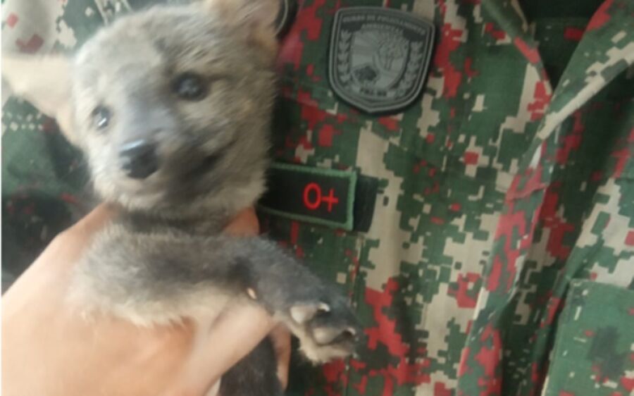 PMA captura filhote de lobinho que adentrou em residência na Capital