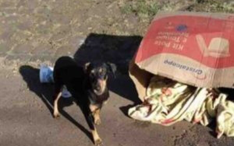 Mulher é denunciada após abandonar cadela com ninhada e filhote morrer