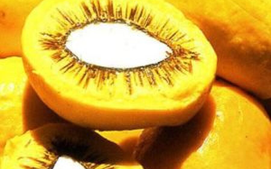 Abundante em MS, Pequi é usado como anti-inflamatório e protetor solar