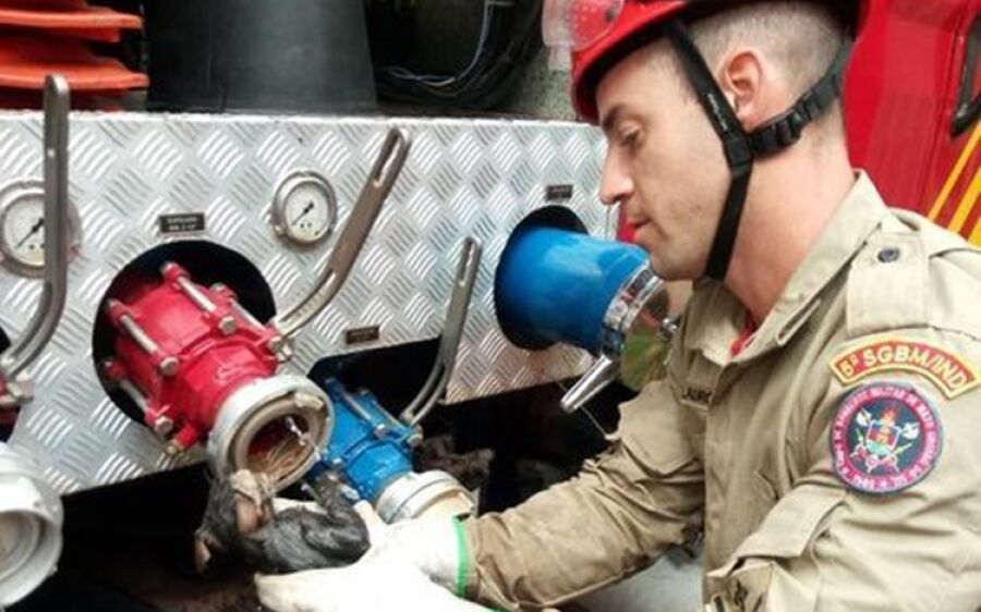 Bombeiros resgatam gato que caiu em fossa de residência na Vila Bela