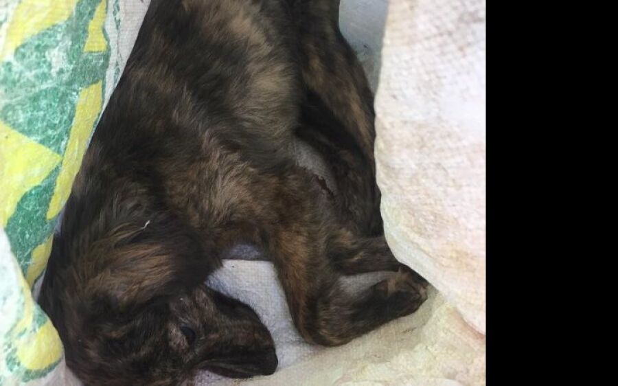 Homem mata cachorrinho a pauladas e é considerado foragido da polícia