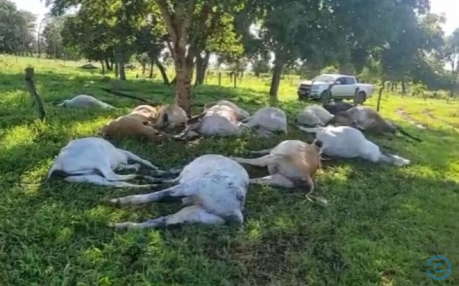 Raio mata 15 cabeças de gado na região da Cabeceira da Vaca em Costa Rica