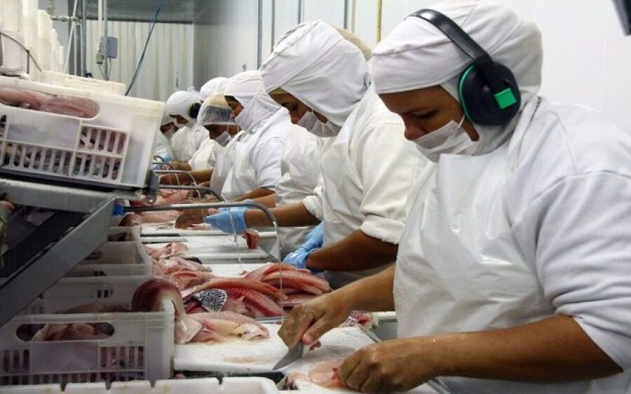 Estado quer elevar em quase 50% a produção de peixes de cultivo no Estado