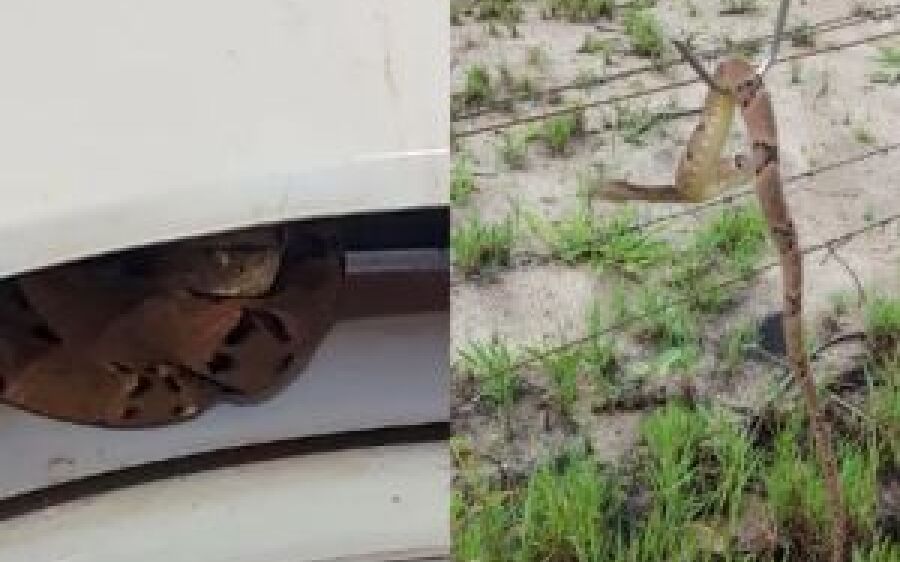 Cobra venenosa é encontrada dentro de máquina de lavar em escola infantil de MS