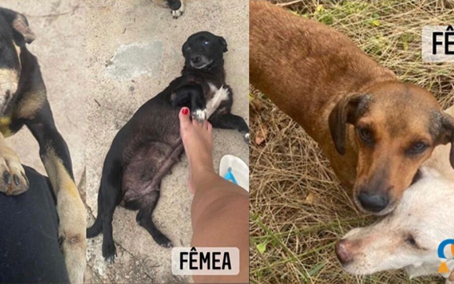 Cães ficam órfãos e procuram um lar após dono ser encontrado morto em Coxim