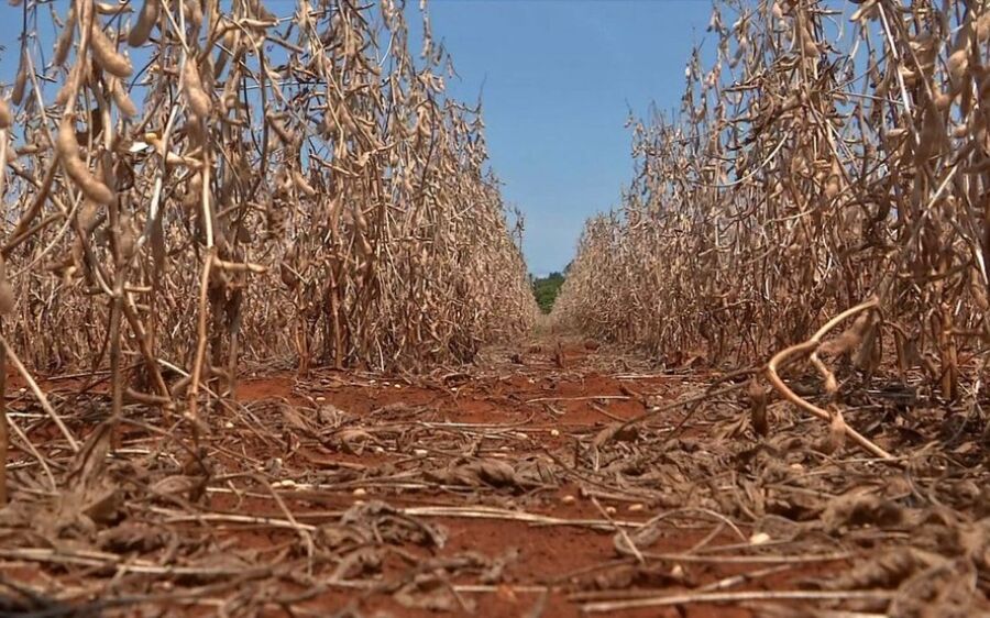Governo Federal decreta emergência em 33 cidades de MS por causa da seca
