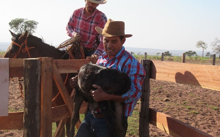 Fazenda sai do vermelho com ajuda de manejo racional e bem-estar animal em Coxim