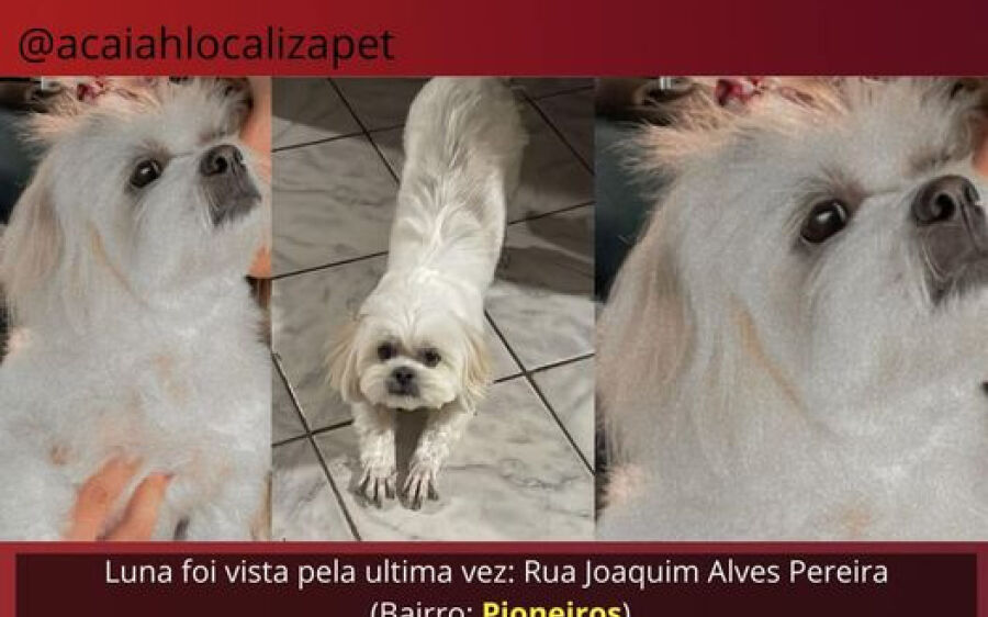 De Coxim para o mundo, pet some no Pioneiros e família oferece recompensa