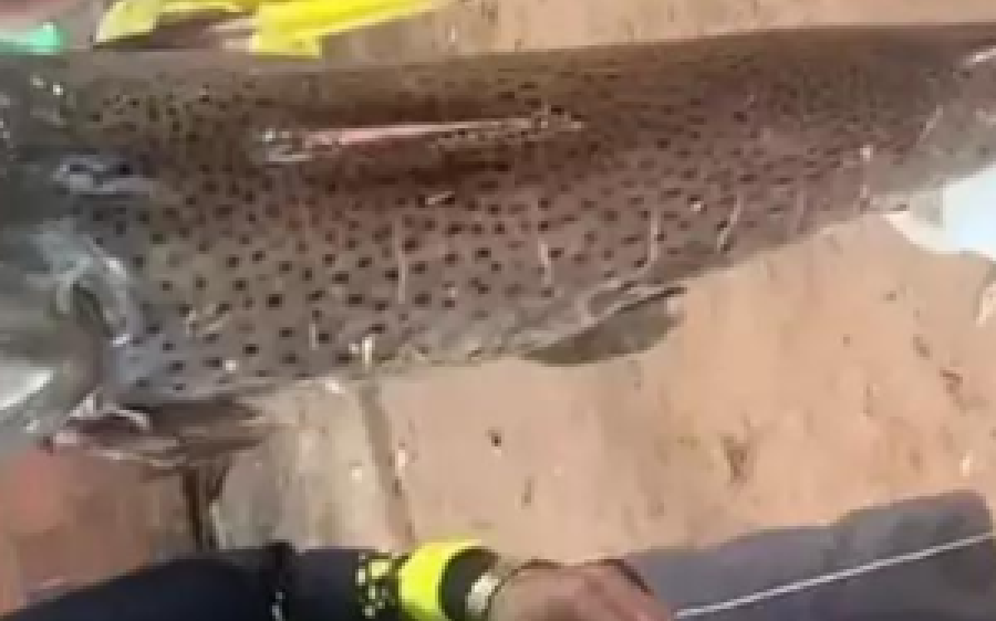 Pescador é multado em R$ 900 após ostentar peixão em rede social