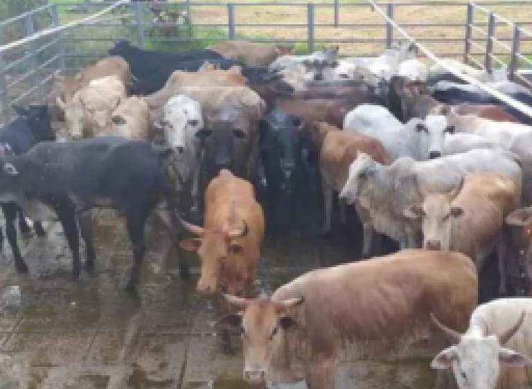 Com incentivos fiscais, produção de carne orgânica é realidade no Pantanal de MS