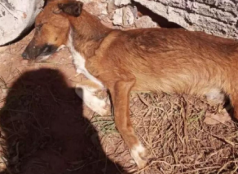 Cachorro morre de fome em casa e dono é multado em R$ 1 mil
