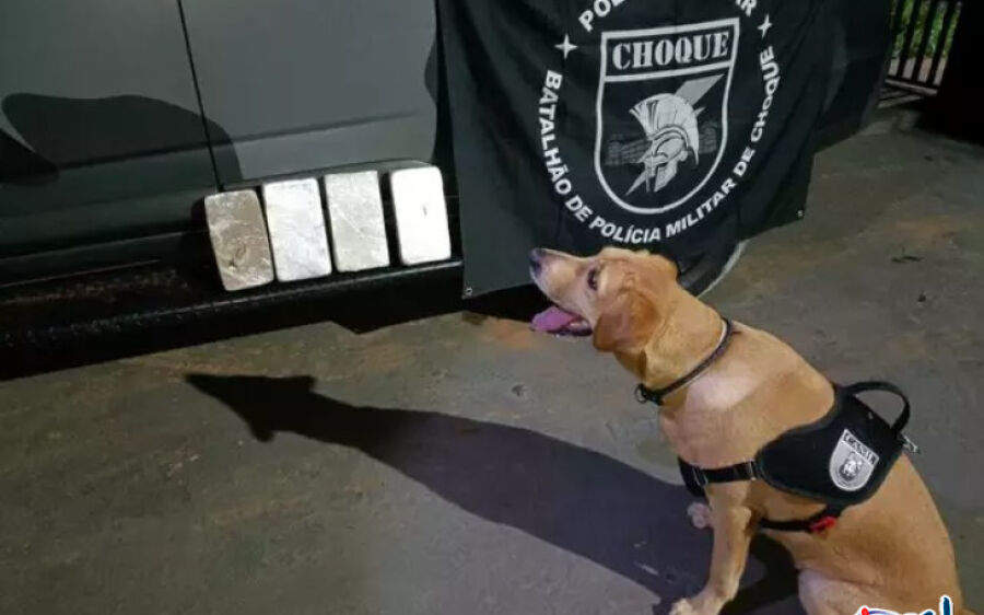 Cão do Choque encontra R$ 100 mil em cocaína de passageira na rodoviária de Campo Grande