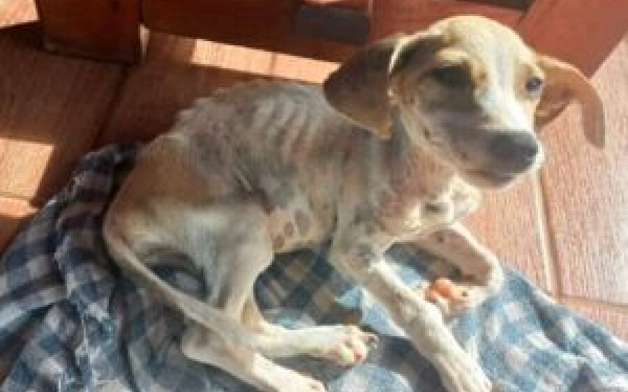 Dono viaja e deixa cachorro doente e abandonado em casa