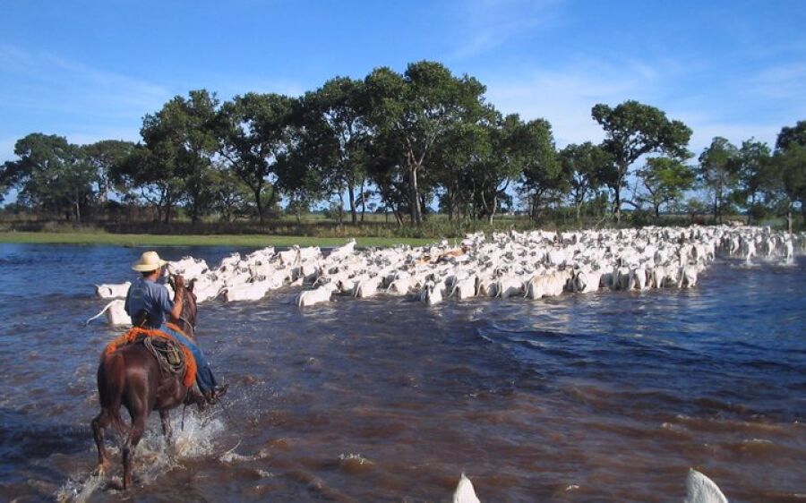 Mesmo na pandemia, pecuaristas lucram com abate recorde de animais orgânicos no Pantanal