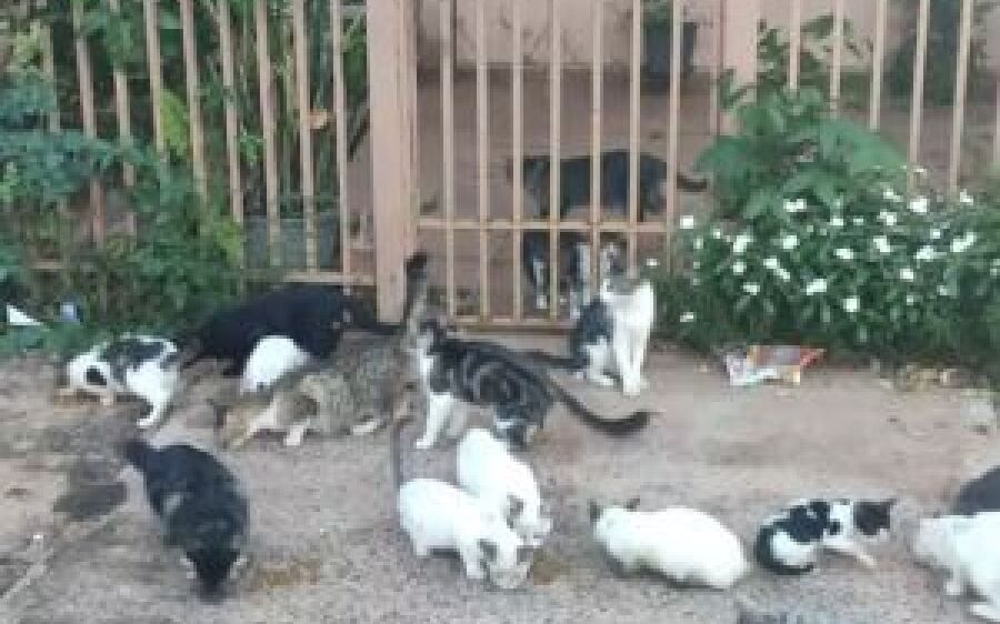 Após morte de morador de imóvel, 30 gatos são abandonados