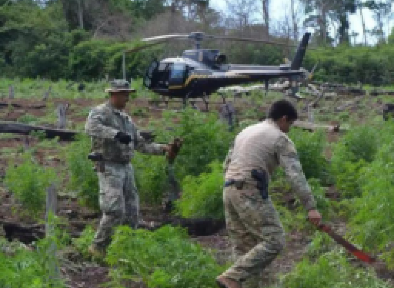 Primeiro dia de nova operação destrói 109 toneladas de maconha na fronteira