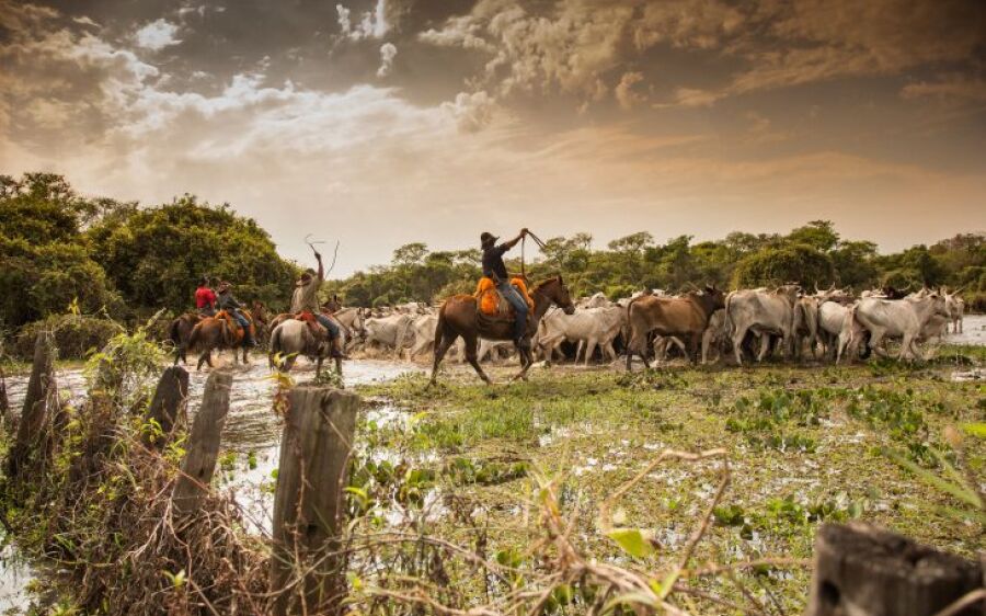 WTM Latin America: Mato Grosso do Sul destaca Pantanal e apoia Prêmio Turismo Sustentável