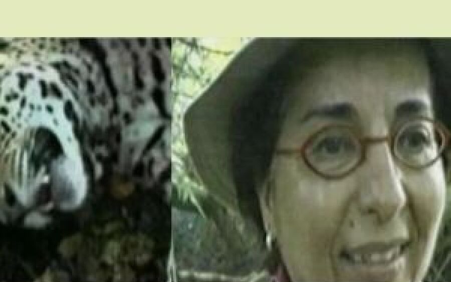 Pecuarista paga R$ 110 mil por promover safári de caça a onças no Pantanal