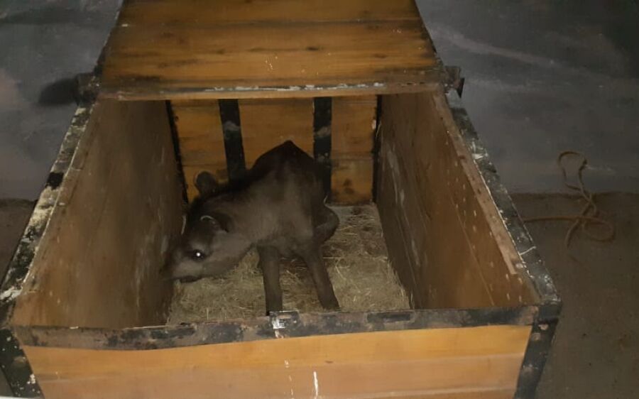 Anta de 150 kg morre após tentar se livrar de armadilha de caça em MS