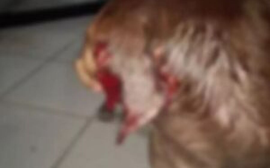 Homem é preso após cortar a orelha de cachorro com tesoura