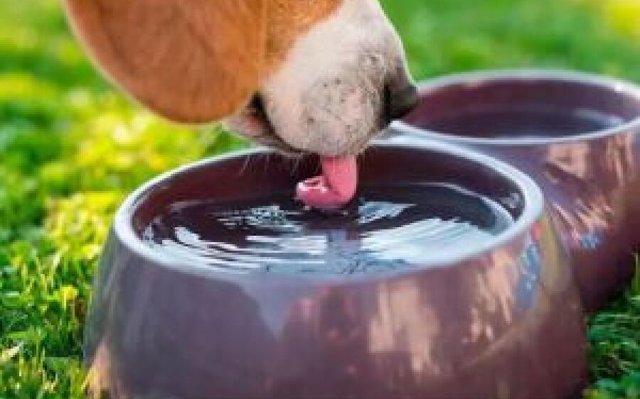 Calor e tempo seco também requer cuidados extras com os animais domésticos