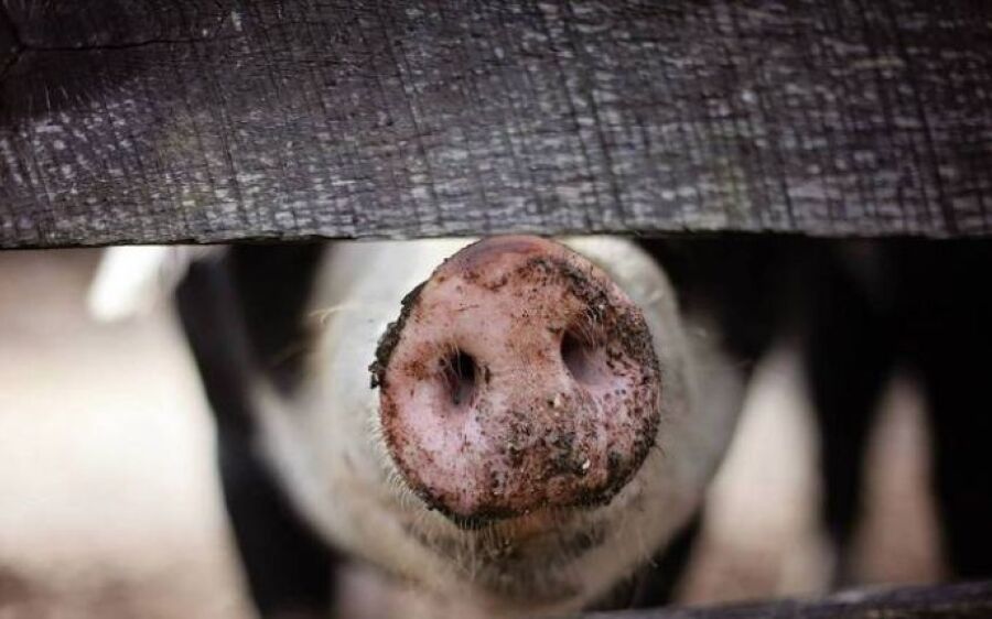 Estudo alerta sobre superbactéria que pode ser transmitida facilmente de porcos para humanos