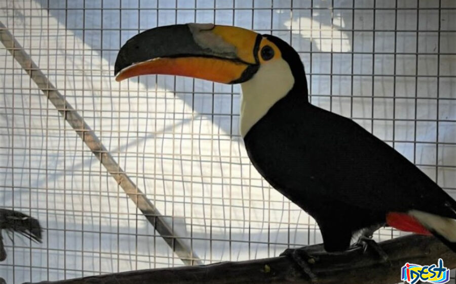 Tucano em tratamento no CRAS recebe implante de prótese de bico feita em impressora 3D