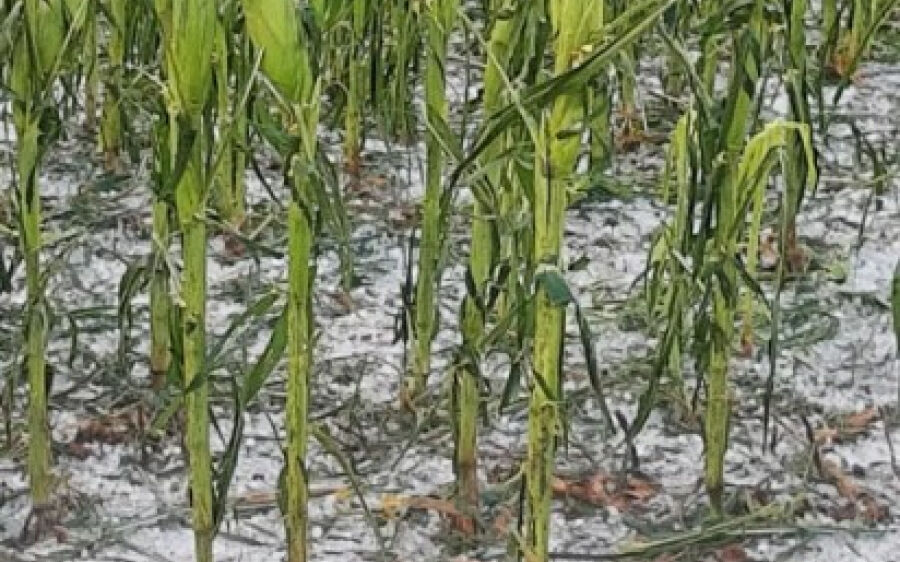 Chuva de granizo provoca prejuízo de mais de R$ 19 milhões em lavouras de MS