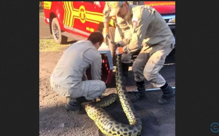 Sucuri é capturada pelos bombeiros após se alimentar de cachorro
