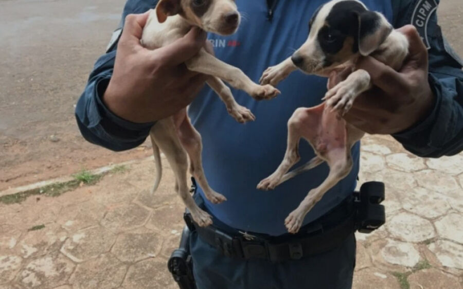 PMA autua estudante por abandono de seis cachorros resgatados pela PM de Chapadão do Sul