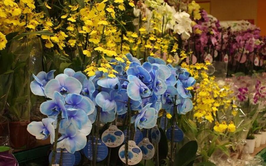 Pesquisa do Procon/MS  encontra variação de até 257,14% nos presentes para os Dia das Mães