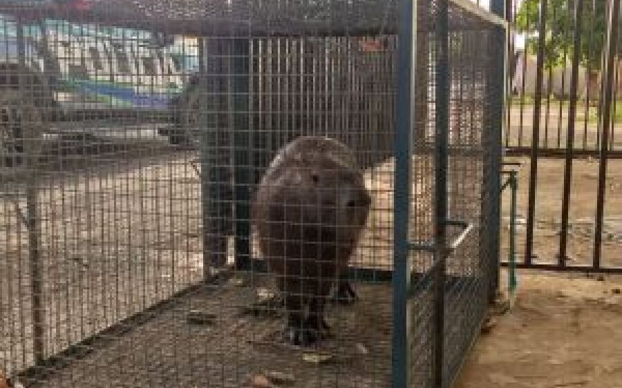 Em Coxim, PMA captura capivara em quintal de residência do bairro Santo André