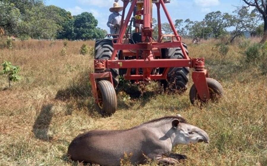 PMA resgata anta ferida e precisa de guindaste para colocá-la em viatura em Costa Rica