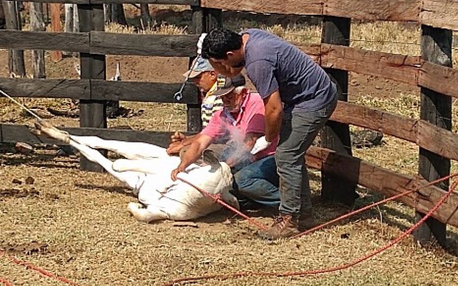 Veterinário da Prefeitura de Coxim realiza procedimentos gratuitos