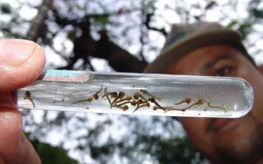 Com testes de dengue escassos, quadros  graves viram  prioridade em MS