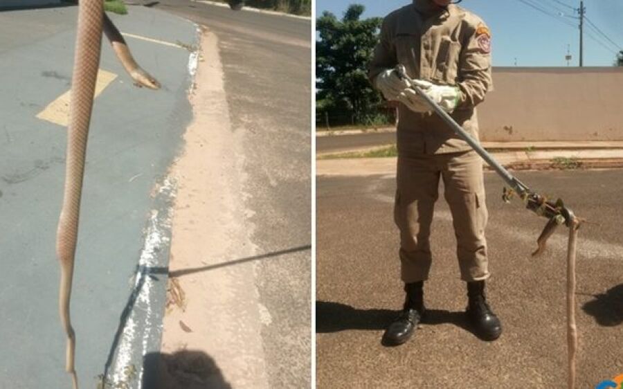 Bombeiros resgatam cobra na Vila São Paulo em Coxim