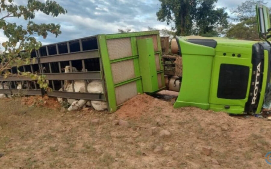 PMA presencia acidente com bitrem boiadeiro e ajuda a resgatar o motorista e parte do gado