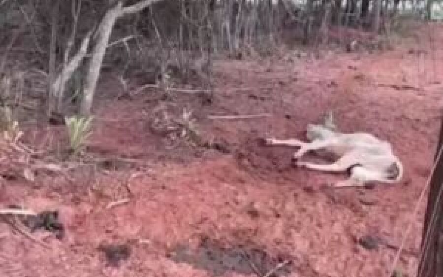 Fazendeiro é multado em 330 mil após 65 animais morrerem de fome