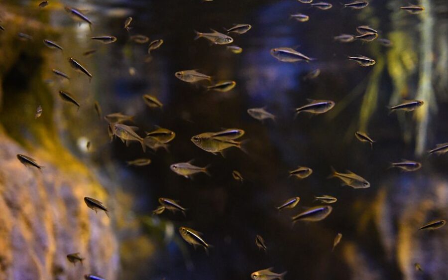 Reprodução de peixes no Bioparque Pantanal poderá repovoar rios no futuro