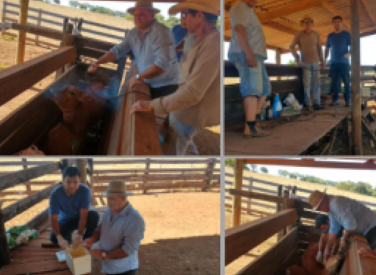 Vereador Vilmar comemora o apoio e incentivo ao pequenos produtores rurais na bovinocultura leiteira