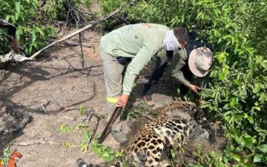 Onças são envenenadas com agrotóxico em Corumbá