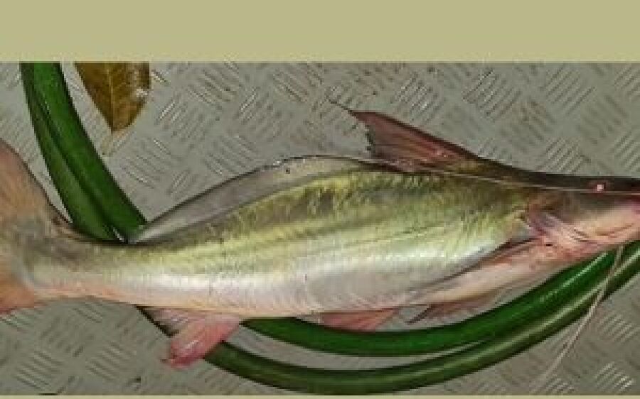 Polícia Militar Ambiental de Naviraí autua pescador por pesca ilegal e apreende pescado