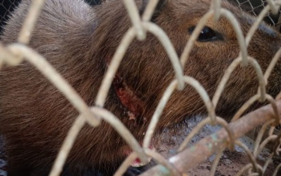PMA captura capivara que estava ferida com cabo de aço de armadilha de caça no pescoço