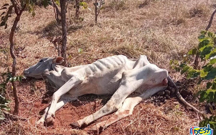 PMA autua paulista em R$ 3 mil por maus tratos ao deixar gado sem alimento e água