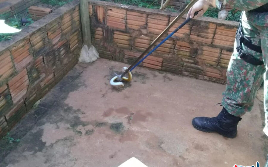 PMA de Batayporã captura réptil conhecido como cobra-de-duas-cabeças em residência