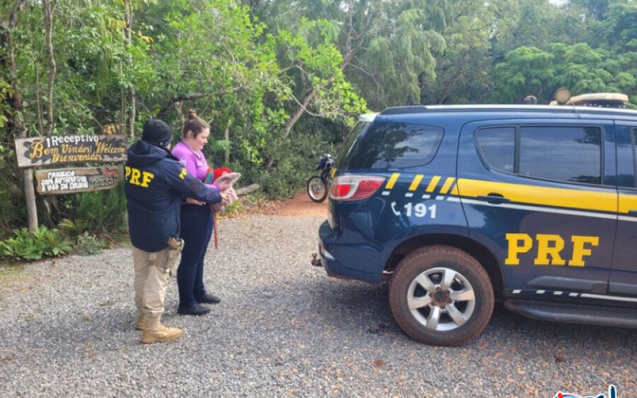 PRFs resgatam arara atropelada na BR-060 em Jardim 