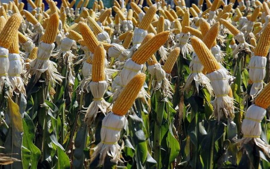 Mato Grosso do Sul deve ter safrinha recorde de milho com alta de 80,9% na produção, aponta IBGE
